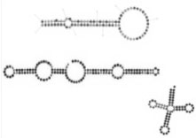 Small-RNA-Seq1.jpg